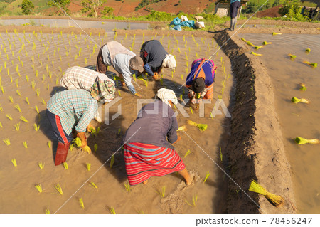 Group of farmers growing seedling rice in paddy field in rural area, traditional rice planting progress. Local people lifestyle. Group of farmers growing seedling rice in paddy field in rural area, traditional rice planting progress. Local people lifestyle. 78456247