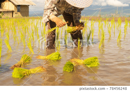 Group of farmers growing seedling rice in paddy field in rural area, traditional rice planting progress. Local people lifestyle. Group of farmers growing seedling rice in paddy field in rural area, traditional rice planting progress. Local people lifestyle. 78456248