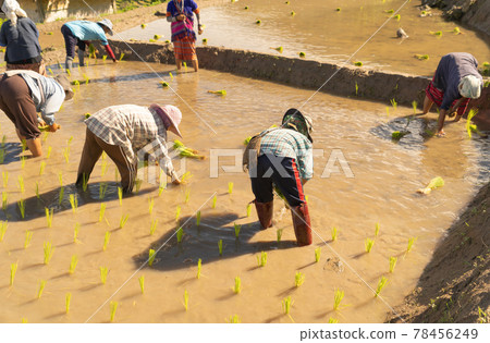 Group of farmers growing seedling rice in paddy field in rural area, traditional rice planting progress. Local people lifestyle. 78456249