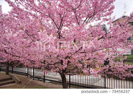 Yodo Kawazu Sakura, the earliest cherry blossom in Kyoto Yodo Kawazu Sakura, the earliest cherry blossom in Kyoto 78456287