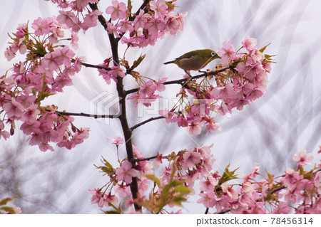 京都最早的櫻花——淀河津櫻 78456314