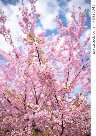 Yodo Kawazu Sakura, the earliest cherry blossom in Kyoto Yodo Kawazu Sakura, the earliest cherry blossom in Kyoto 78456345
