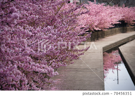 京都最早的櫻花——淀河津櫻 京都最早的櫻花——淀河津櫻 78456351