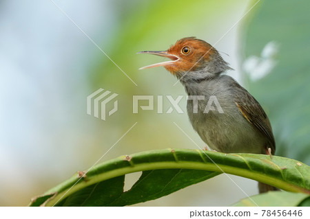 Ashy tailorbird singing on the leaves of a wild bird in Singapore Ashy tailorbird singing on the leaves of a wild bird in Singapore 78456446
