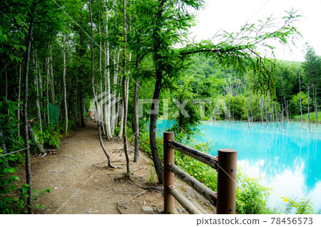 白金藍池(北海道美瑛町) 白金藍池(北海道美瑛町) 78456573
