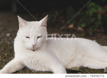 Lying gray cat Lying gray cat 78456772