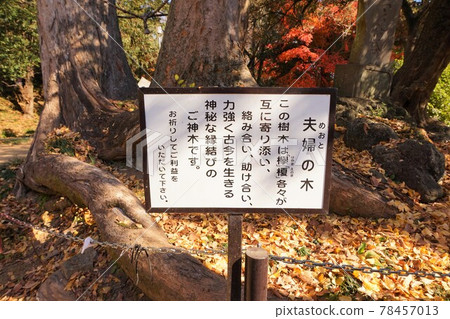 Menuma Seitenzan Couple's Tree Keyaki Enoki Enoki Matchmaking Shinboku Menuma Seitenzan Couple's Tree Keyaki Enoki Enoki Matchmaking Shinboku 78457013