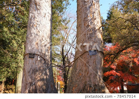 Menuma Seitenzan Couple's Tree Keyaki Enoki Enoki Matchmaking Shinboku 78457014