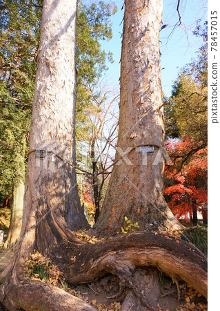 Menuma Seitenzan Couple's Tree Keyaki Enoki Enoki Matchmaking Shinboku 78457015