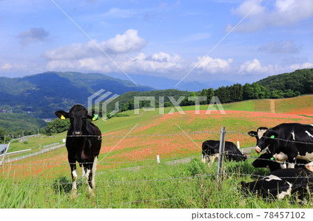 在Corona Whirlpool Chichibu Highland Ranch取消的空中罌粟和奶牛 在Corona Whirlpool Chichibu Highland Ranch取消的空中罌粟和奶牛 78457102