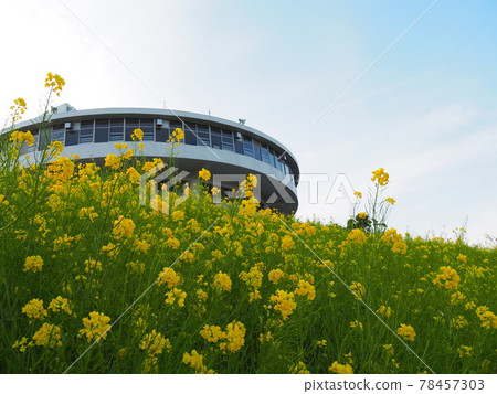 油菜花和建築 78457303