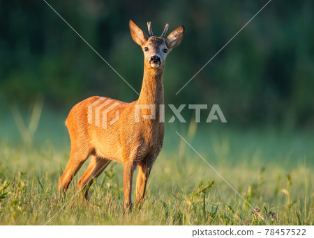 Roe deer buck sniffing with nose high at sunrise with green blurred background. Roe deer buck sniffing with nose high at sunrise with green blurred background. 78457522