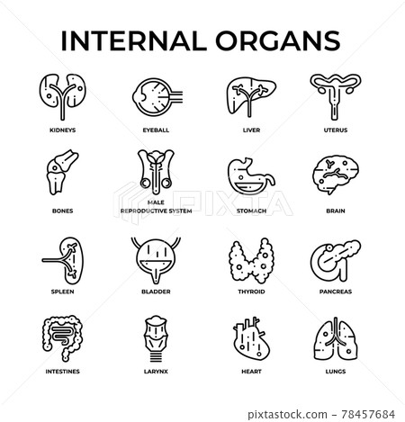 Internal Organs Outline icon - Stock Illustration [78457684] - PIXTA