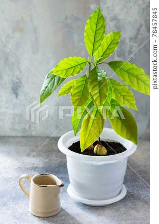 Avocado tree grown houses, indoor plants, tropical houseplants care. Avocado tree grown houses, indoor plants, tropical houseplants care. 78457845