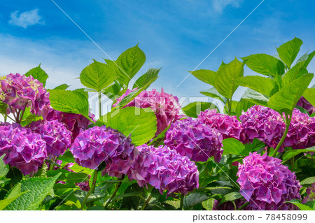 Blue sky and hydrangea during the rainy season Blue sky and hydrangea during the rainy season 78458099