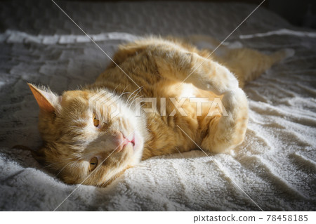 The cat that wakes up at sunrise The cat that wakes up at sunrise 78458185