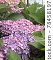 Hydrangea in the cluster 78458197