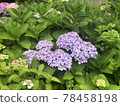 Hydrangea in the cluster 78458198