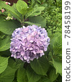 Blue-purple hydrangea 78458199