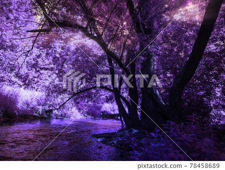 Fantasy purple forest and river Fantasy purple forest and river 78458689