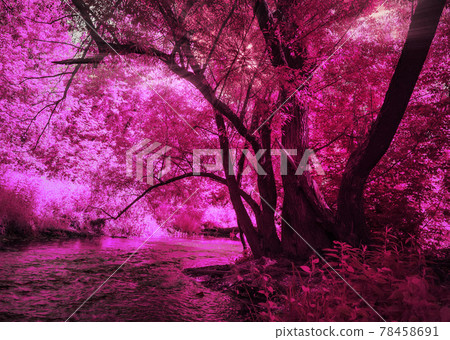 Fantasy purple forest and river Fantasy purple forest and river 78458691