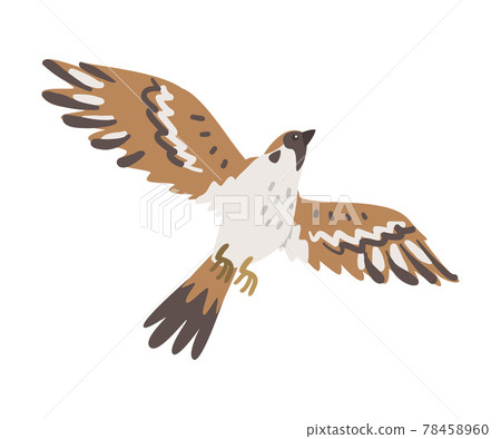 Sparrow as Brown and Grey Small Passerine Bird with Short Tail with Spread Wings Flying Vector Illustration Sparrow as Brown and Grey Small Passerine Bird with Short Tail with Spread Wings Flying Vector Illustration 78458960