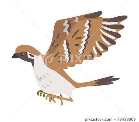 Sparrow as Brown and Grey Small Passerine Bird with Short Tail with Spread Wings Flying Vector Illustration 78459009