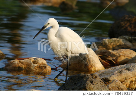 bird, heron, egret 78459337
