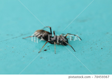Myrmarachne Myrmarachne 78459367