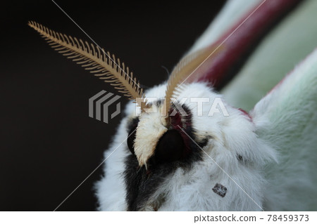 Face up of Actias aliena Face up of Actias aliena 78459373