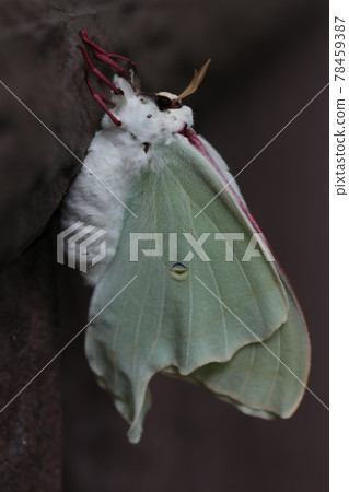 出現後立即出現Actias Aliela 出現後立即出現Actias Aliela 78459387