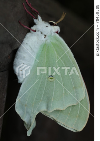 Actias aliena immediately after emergence Actias aliena immediately after emergence 78459389