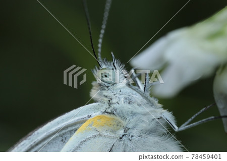 White clover and Pieris melete 78459401