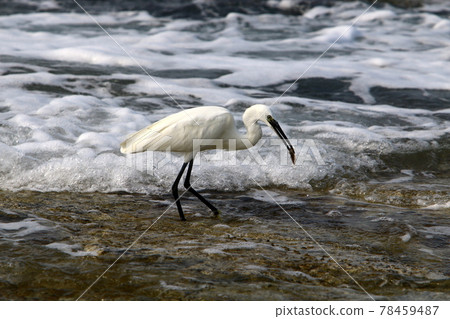 bird, heron, sea 78459487