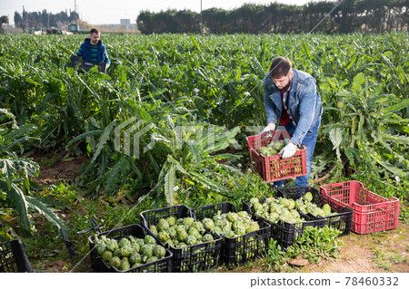 Farmer stacking boxes with artichokes Farmer stacking boxes with artichokes 78460332