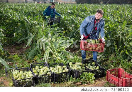 Worker carrying crates with artichokes Worker carrying crates with artichokes 78460333