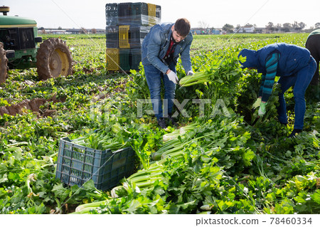 Workmen cutting ripe celery on farm field Workmen cutting ripe celery on farm field 78460334