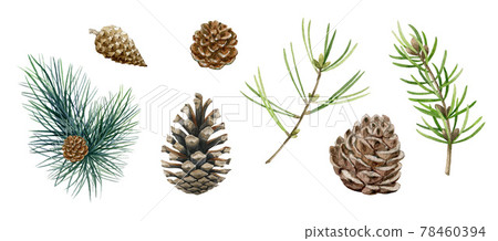 Pine branch, cone set. Watercolor illustration. Hand drawn evergreen pine tree elements. Spruce branches, cone and needle fir tree collection. Traditional festive decor objects on white background 78460394