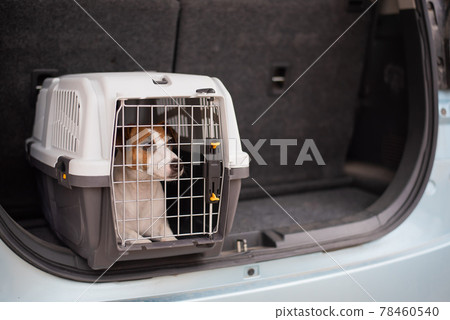 Jack russell terrier dog sits in a travel box in the trunk of a car. Traveling with a pet 78460540