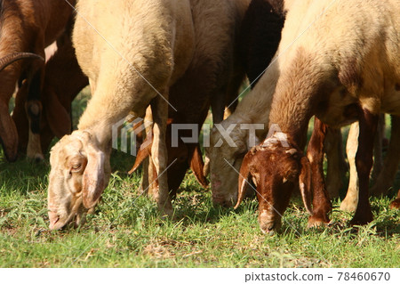 goats and rams graze in a pasture by a road in northern Israel	 78460670