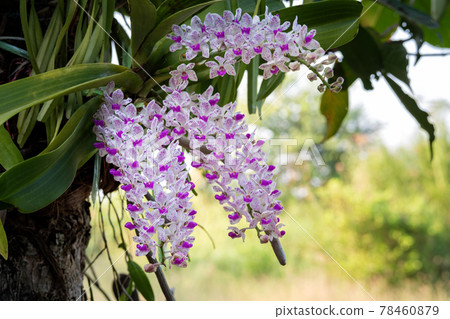 Blooming pink Rhynchostylis gigantea on tree Blooming pink Rhynchostylis gigantea on tree 78460879
