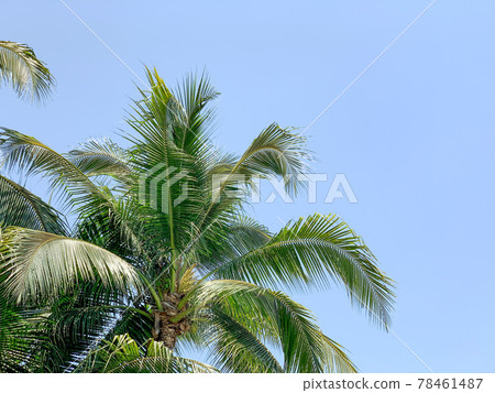 Beautiful Palm trees against clear blue sky. 78461487