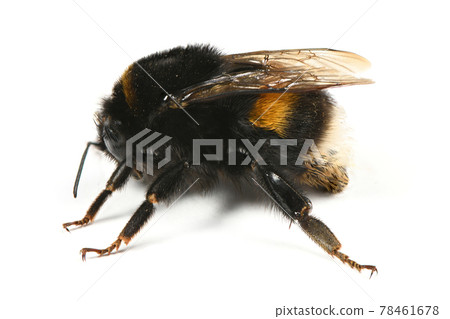 Bumblebee isolated on white Bumblebee isolated on white 78461678