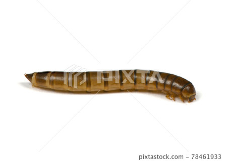 Wireworm or larva beetles-crap Wireworm or larva beetles-crap 78461933