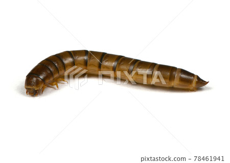 Wireworm or larva beetles-crap Wireworm or larva beetles-crap 78461941
