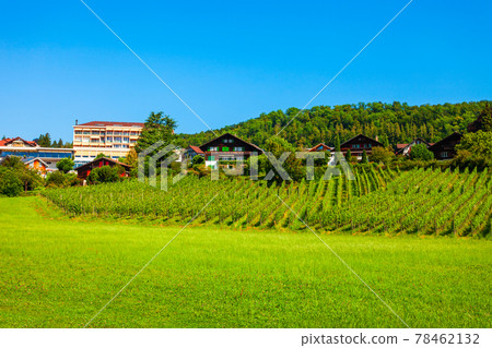 Vineyards in Spiez town, Switzerland 78462132