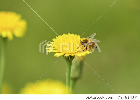 Bee on a wild flower, Patagonia Bee on a wild flower, Patagonia 78462437
