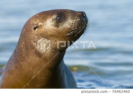 Sea Lion , Patagonia, Argentina 78462460
