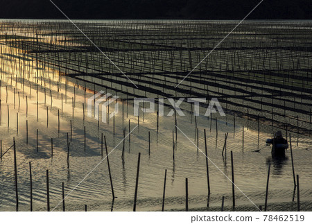 Sea lettuce seaweed farming sea lettuce seaweed harvest sea lettuce seaweed and fishermen 78462519