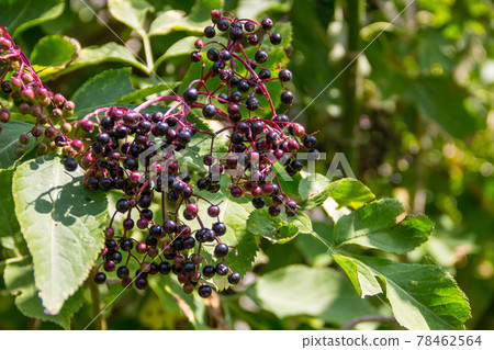 Black elderberry fruits(Sambucus nigra) close-up 78462564
